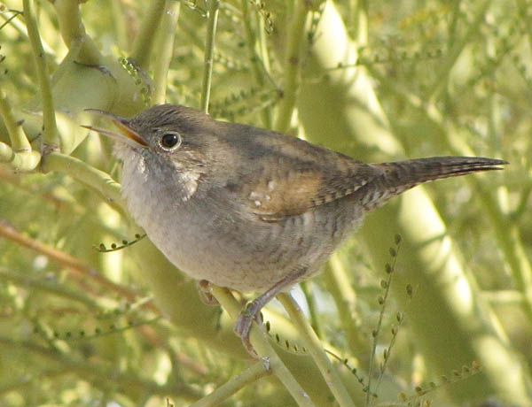  House wren